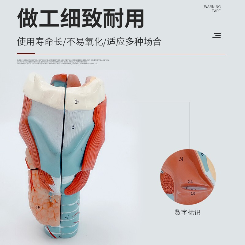 深入喉部 2倍大咽喉解剖模型在医学教学与保健认知中的关键角色